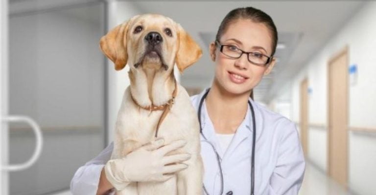 14 Things Vets Wish You Knew About Dogs