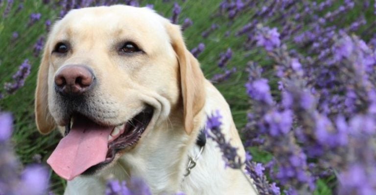 15 All-Natural Dog Remedies Vets Secretly Approve Of