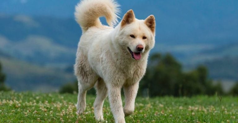 15 Ancient Dog Breeds Still Winning Hearts Today