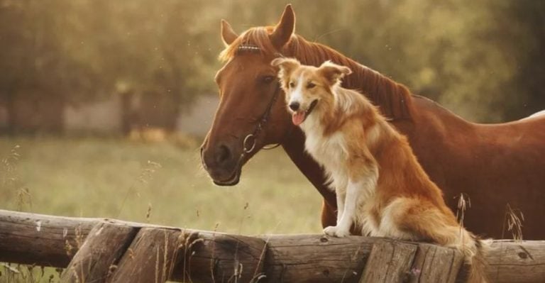 15 Animals That Make Amazing Best Friends for Your Dog