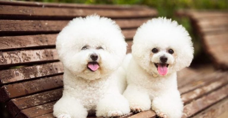 15 Dog Breeds Perfect for Combating Loneliness