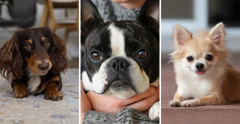 15 Dog Breeds That Make the Best Indoor Pets