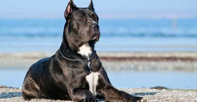 15 Dog Breeds That Would Literally Take a Bullet for You