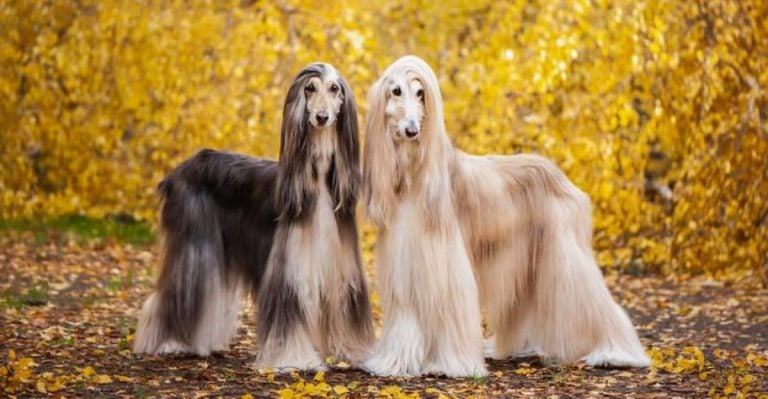 15 Dog Breeds With The Softest Fur Ever