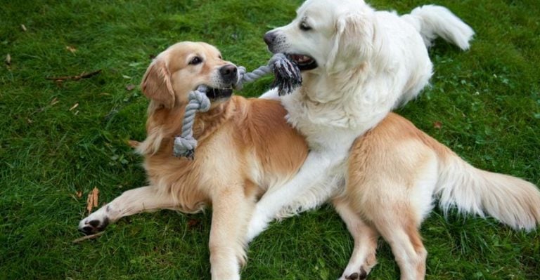 15 Dogs That Never Grow Up (In the Best Way Possible)