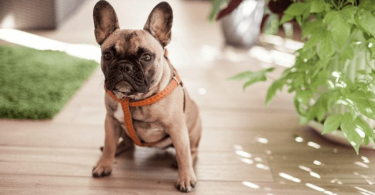 15 Easiest Dog Breeds That Are Content With Daily Food And Occasional Snuggles