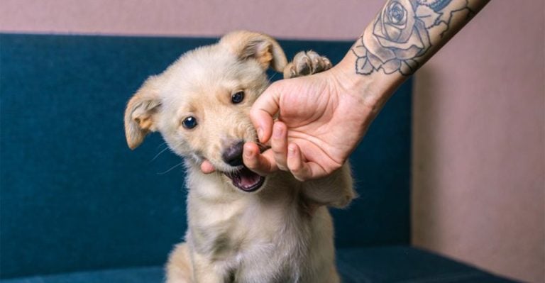 15 Easy Tricks to Stop Your Dog from Biting and Scratching