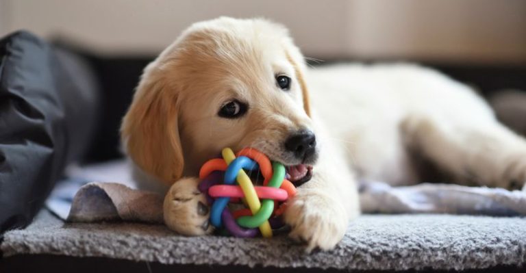 Doggy Daycare vs Dog Grooming: What’s Best for Your Pup?