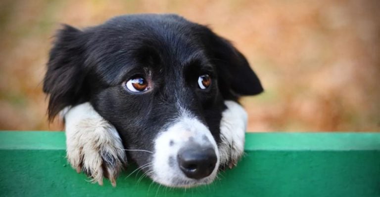 15 Extra Emotional Dogs That Should Never Be Left On Their Own