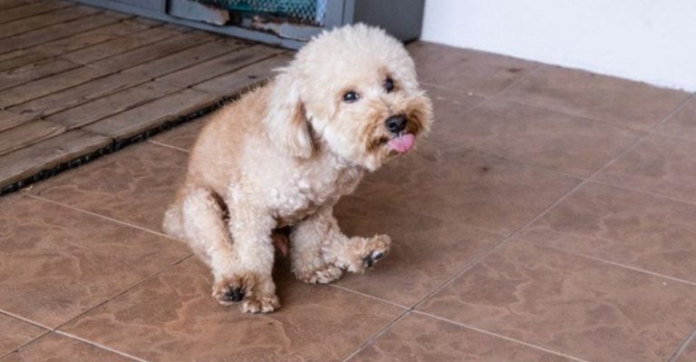 15 Health Red Flags Every Dog Owner Needs to Know