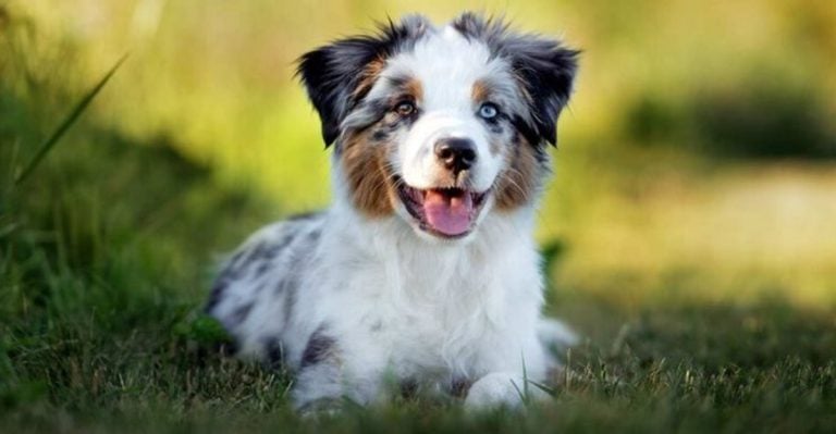 15 Incredible Facts You Need to Know About the Rare Mini Australian Shepherd