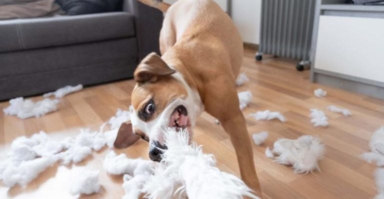 15 Major Red Flags in Dog Behavior