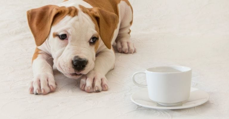 15 Natural Cures For Stomach Pain In Dogs