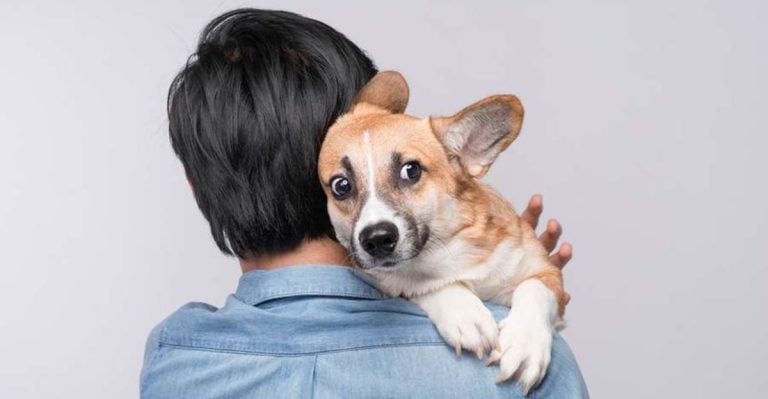 15 Things That Make a Dog Emotionally Resilient Over Time