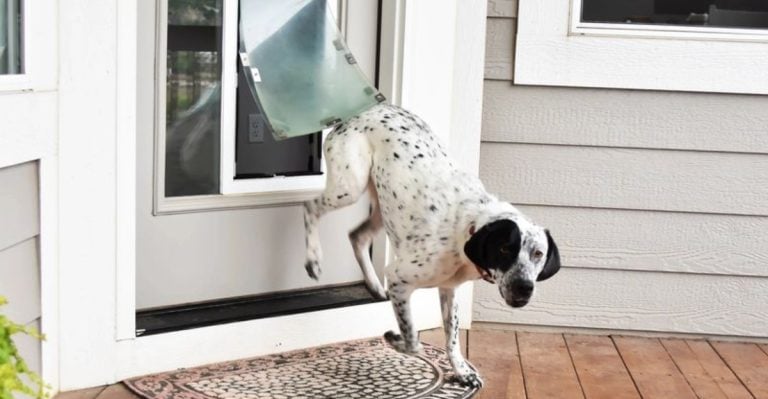 15 Ways to Give Your Dog More Freedom — Without the Chaos