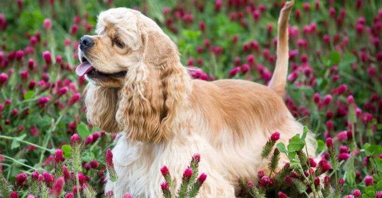 16 Beautiful Spaniel Dog Breeds You Really Need To See