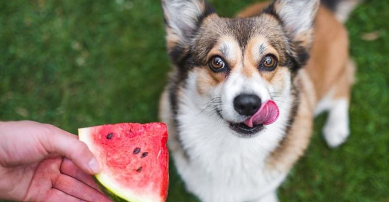 16 Human Foods You Didn’t Know Are Actually Great for Dogs