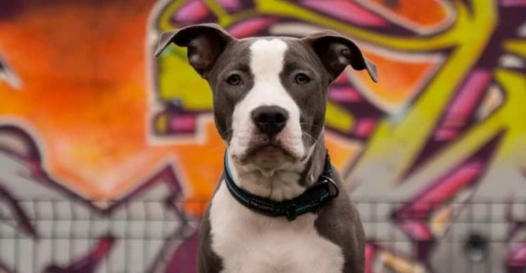 16 Reasons the American Staffordshire Terrier Is a Dream Dog and 16 Why It’s Not