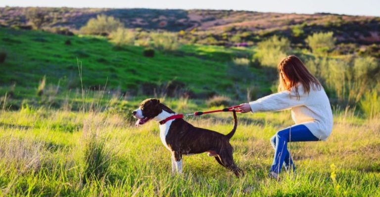 16 Signs Your Dog Is Alpha and You Are Beta