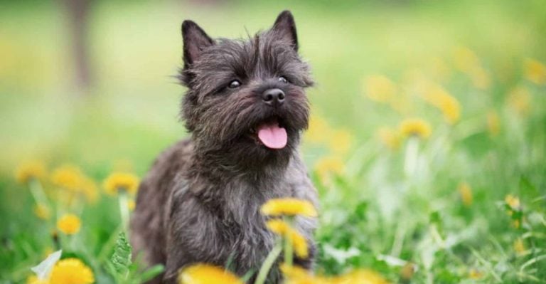16 Small Dog Breeds Everyone Is Obsessed With Right Now
