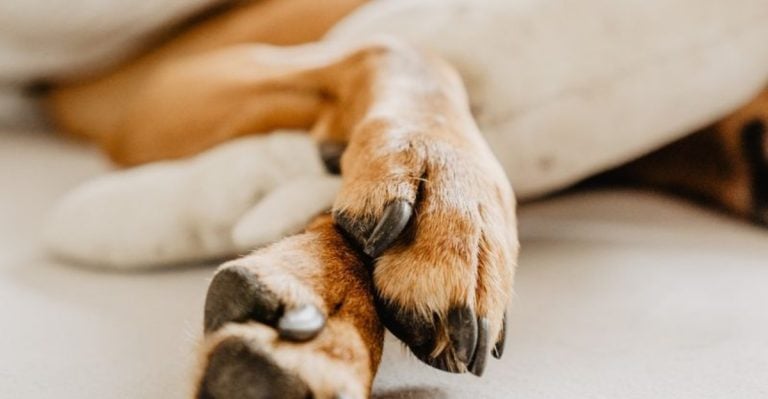 16 Things You Should Know In Case Your Dog Passes Away at Home