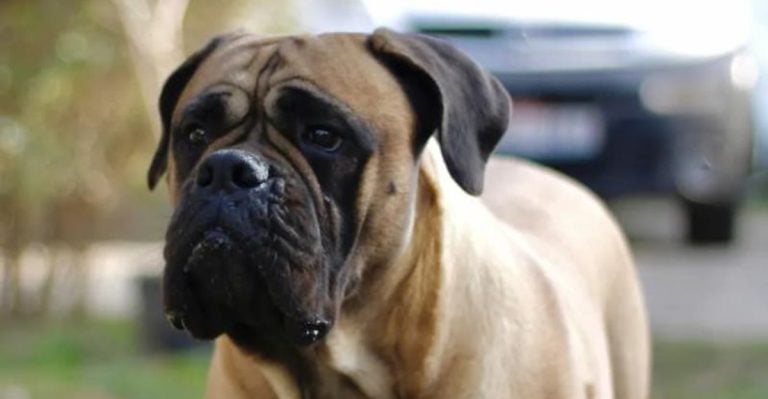 17 Dog Breeds That Look Tough, But Are Actually Terrible Guard Dogs