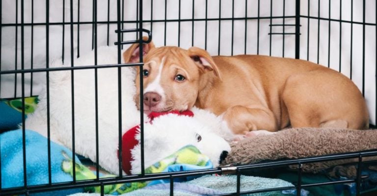 17 Heartbreaking Reasons Some Dogs Never Get Adopted