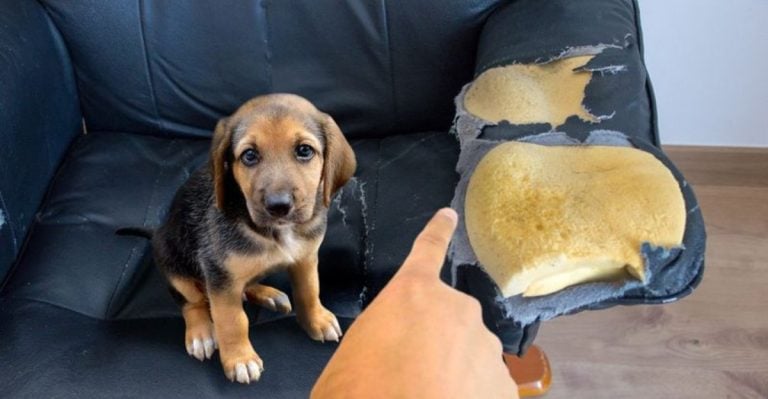 17 Human Habits Your Dog Hates (And 10 That Make Them Adore You)