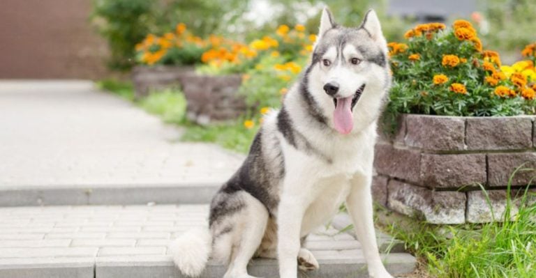 17 Popular Dog Breeds People Regret Getting: Here’s Why
