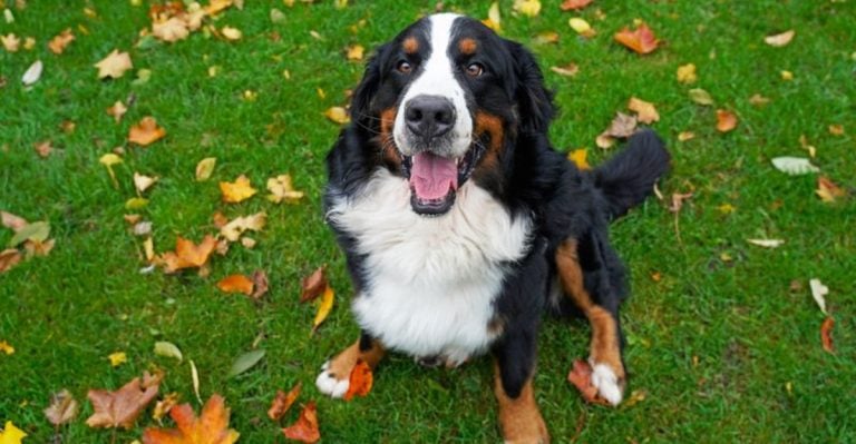 17 Reasons the Bernese Mountain Dog Is the Sweetest Giant You’ll Ever Meet