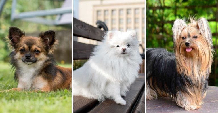 17 Small Dog Breeds That Form the Deepest, Most Unbreakable Bonds