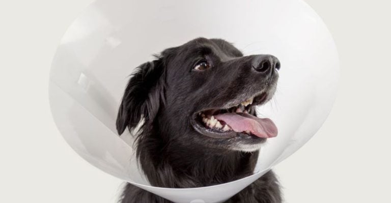 17 Ways To Help Your Dog Stop Scratching Themselves