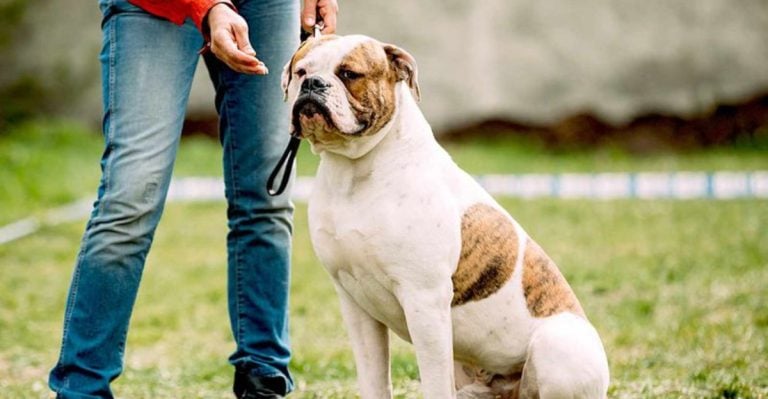 18 Dog Breeds People Believe Are Aggressive—But Actually Aren’t