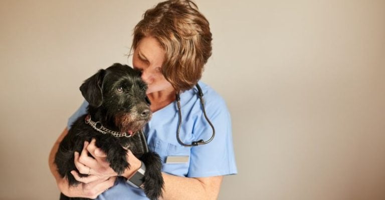 18 Signs It’s Time To Put Down Your Dog, No Matter How Hard It Might Seem