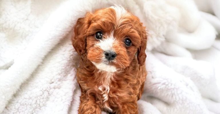 19 Stunning Mixed Breed Dogs You’ll Fall In Love With at First Sight