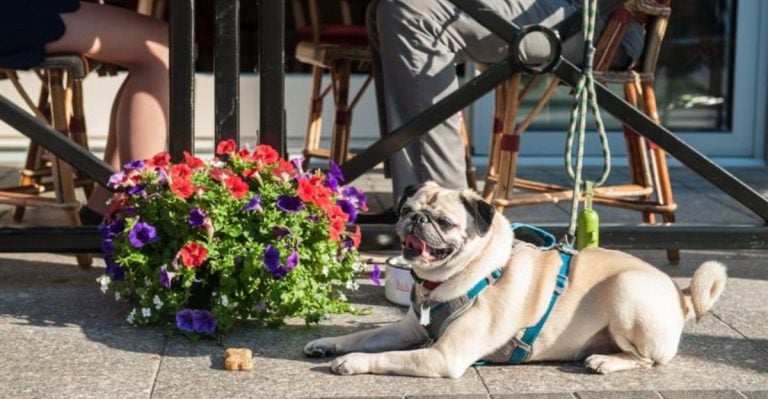 19 Well-Behaved Dog Breeds That Make Perfect Companions