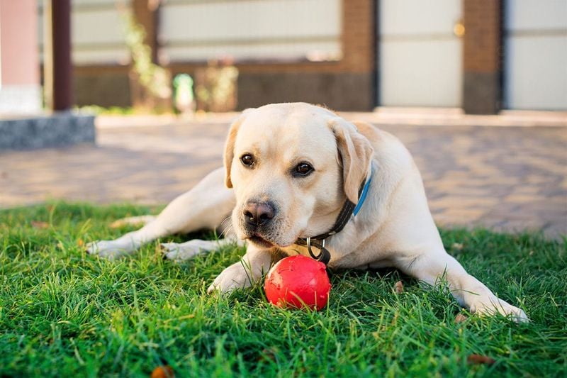 Labrador Retriever: The Versatile Problem-Solver