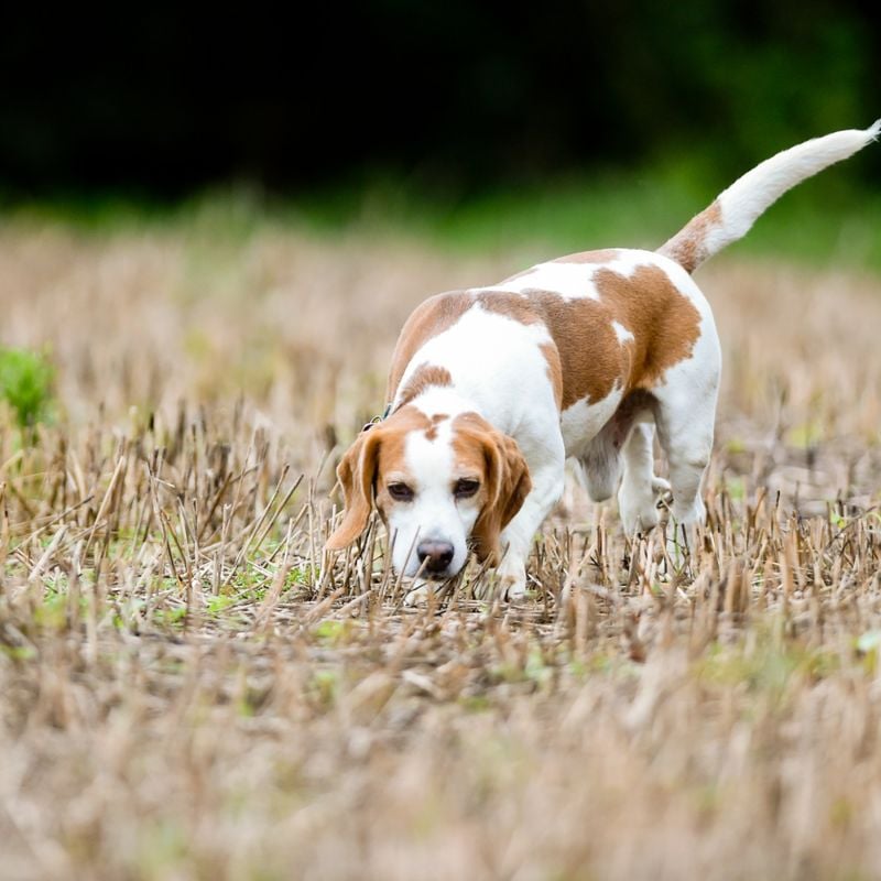 Beagle