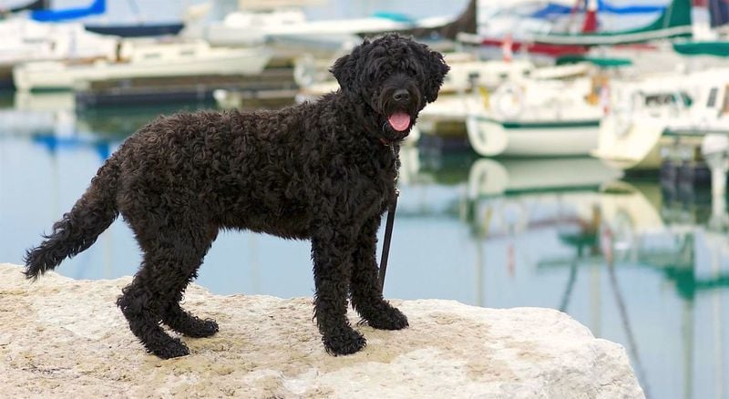 Portuguese Water Dog: The Presidential Pick for Odor-Free Living