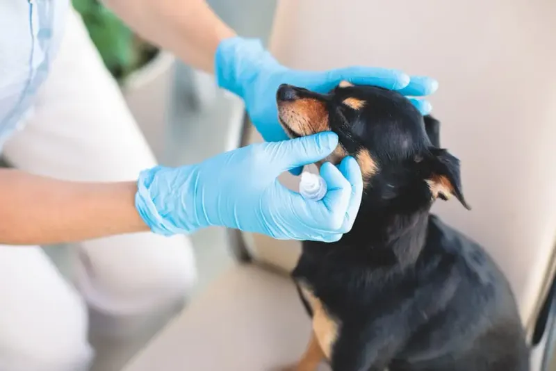 Goldenseal Eye Wash for Minor Infections