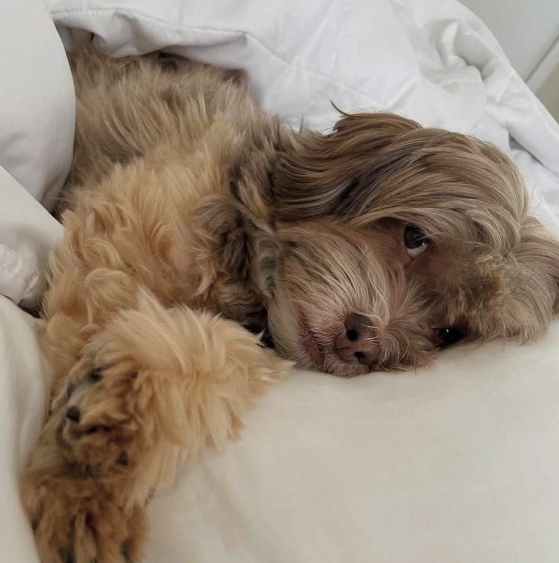 Havanese: Velcro Dog After Dark