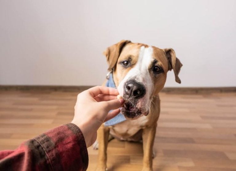 10 Mistakes You’re Probably Making With Your Dog’s Diet (I Used to Make Them, Too)