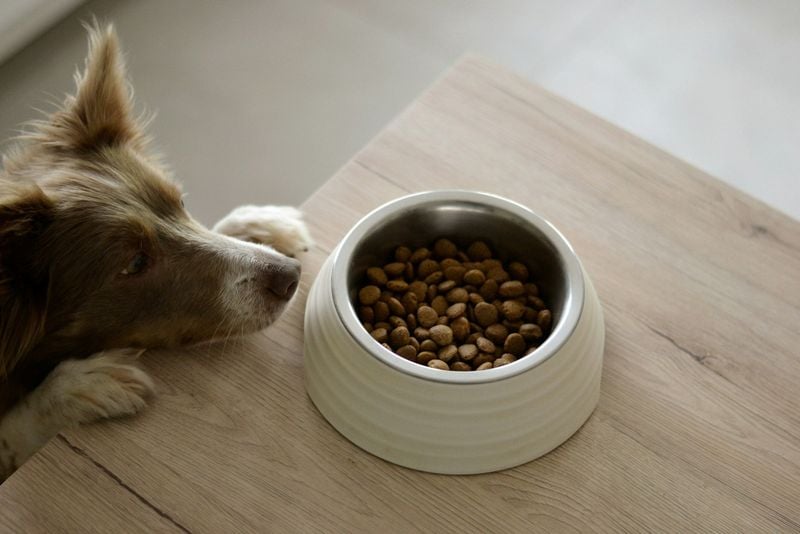 Pros and Cons of Dry Dog Food