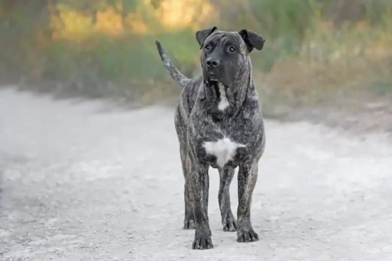 Presa Canario: Powerful Giants Needing Expert Handling