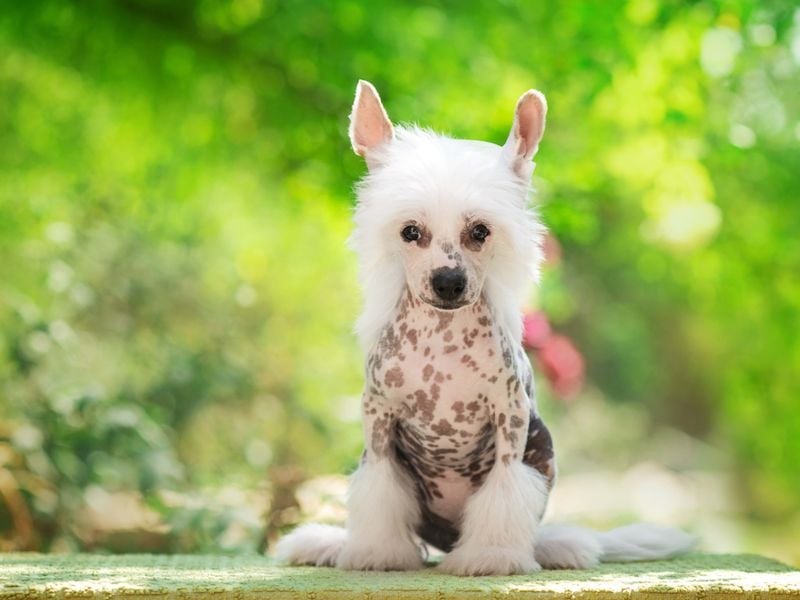 Chinese Crested