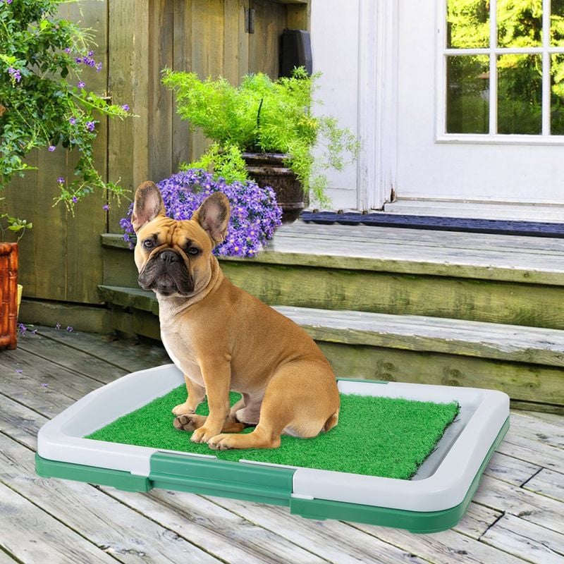 Invest in Puppy Pads or Potty Gear