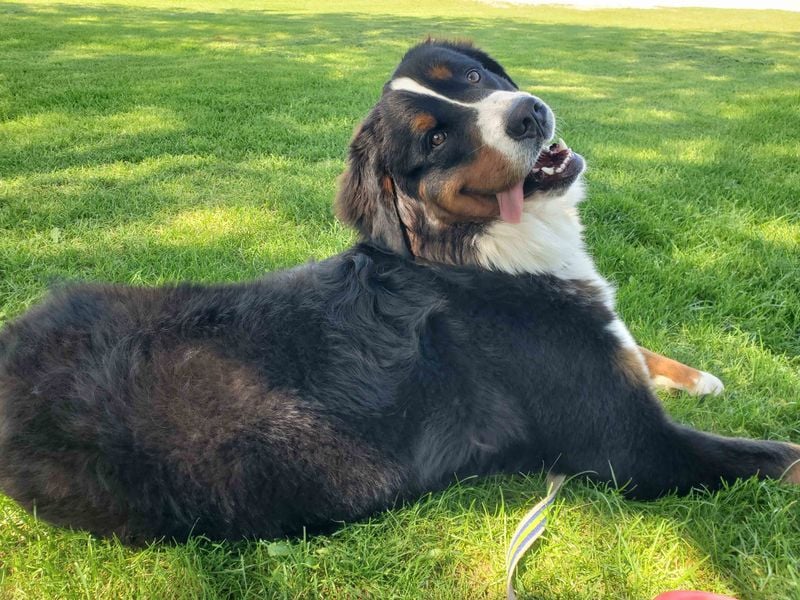 Gentle Giants with Tender Hearts