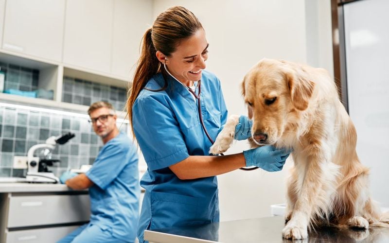 Visit the Vet Regularly