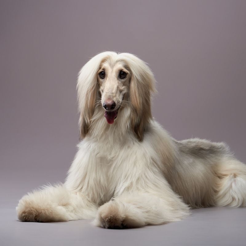 Afghan Hound
