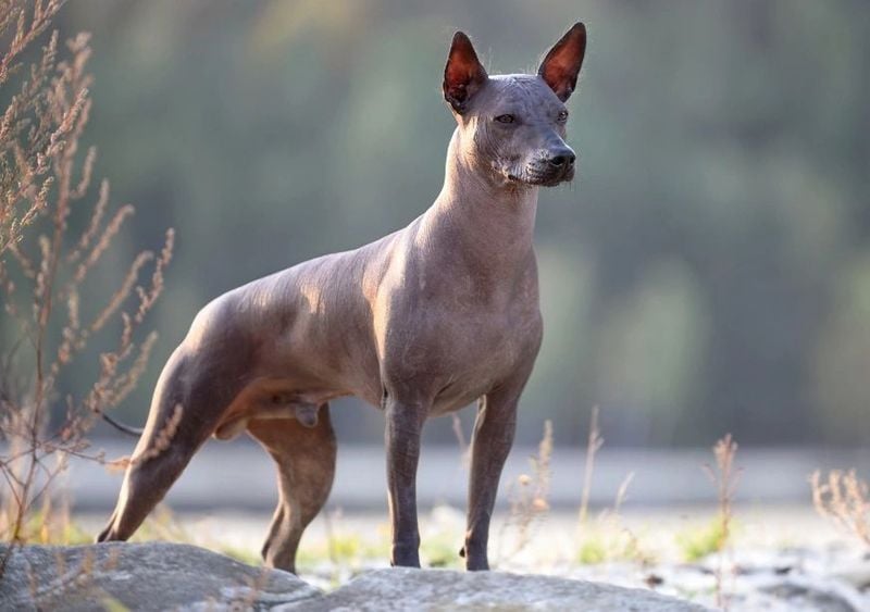 Xoloitzcuintli (Hairless Mexican Dog)